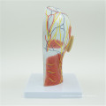 Attractive appearance model of brain anatomical model